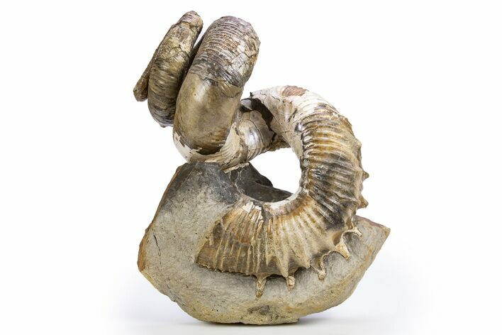 Cretaceous Heteromorph Ammonite (Didymoceras) - South Dakota #306621